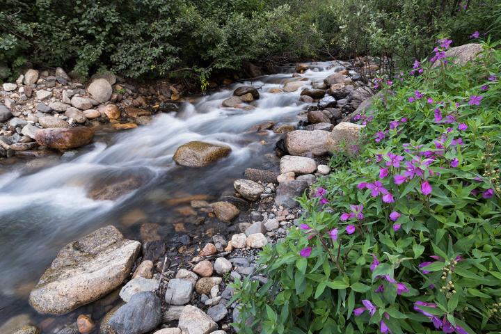 stream with water running and purple flowers