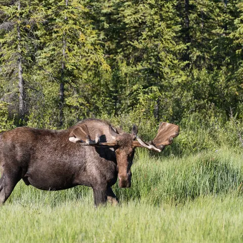 wild moose on an afternoon photo tour