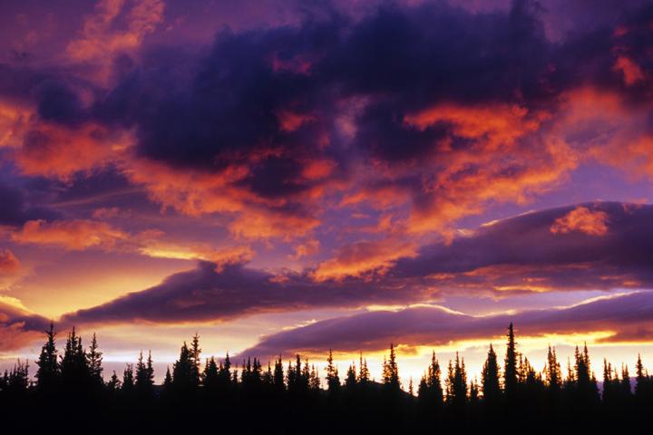 Orange and purple clouds behind tree line