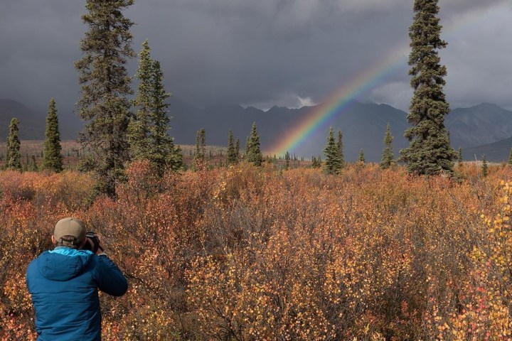 A rainbow over a field of orange plants