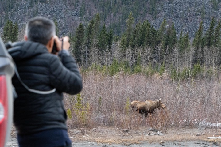 Photographer capturing wildlife