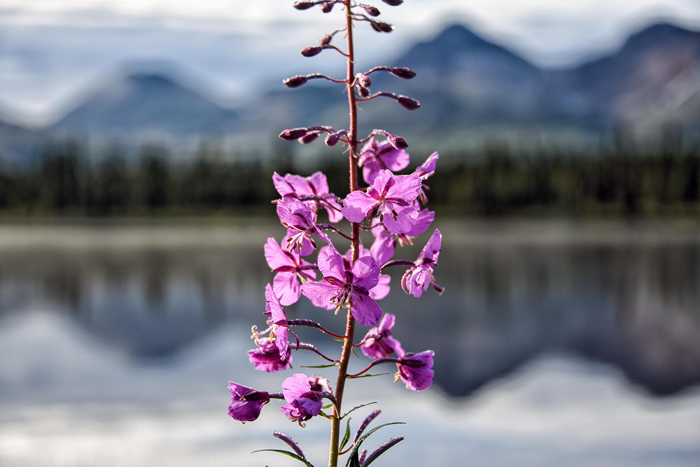 Denali Private Online Tours Denali Photo Guides