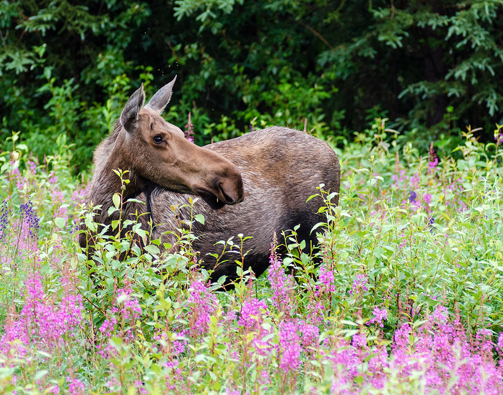 a deer standing on a lush green forest